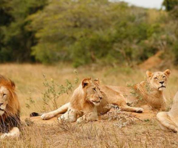 Eso se llama karma: Cazador ilegal muere devorado por un grupo de leones en  Sudáfrica