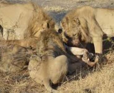 Cazador furtivo fue asesinado por un elefante y luego devorado por leones;  sólo quedaron sus pantalones. Ver video