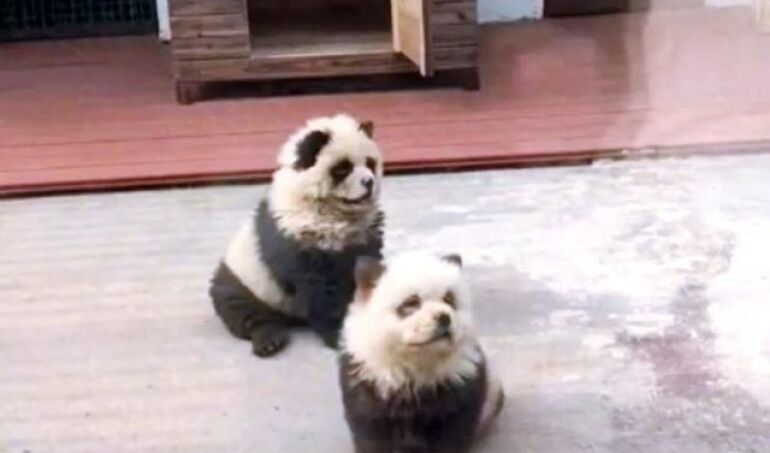 Ver insólito Video. Chinos falsos: Zoológico pintó a perros chow chow para que parezcan osos panda y visitantes los descubrieron cuando empezaron a ladrar