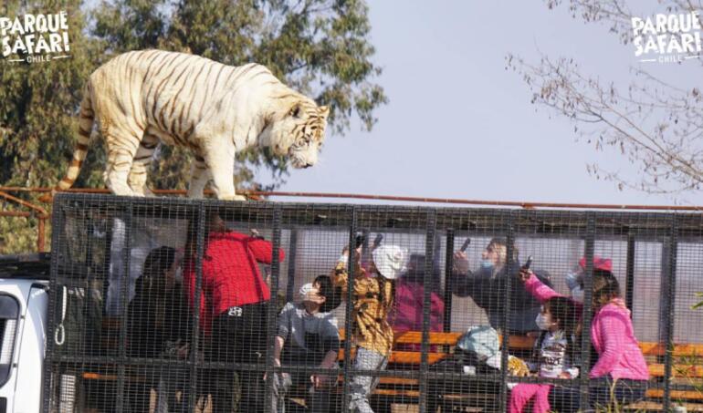 Condenan a dueño y a gerente de Parque Safari de Rancagua por muerte de trabajadora que en 2021 fue atacada por un tigre