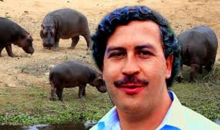 Impactante VIDEO. Colombia opta por sacrificar o darle eutanasia a 80 hipopótamos que heredó de Pablo Escobar. Ningún zoológico los quiere