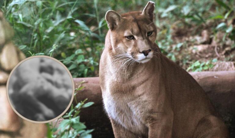 Justicia investigará muerte de puma a disparos en el Cajón del Maipo. Recibió más de 20 postonazos