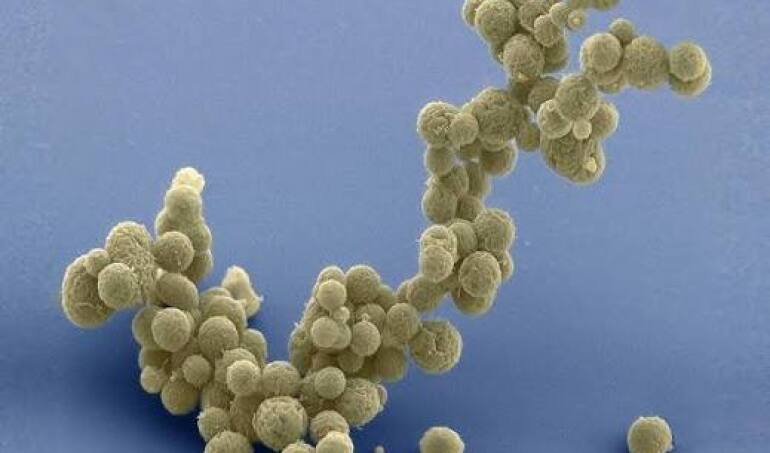 Impresionante: Crean la primera célula sintética capaz de completar un ciclo vital completo