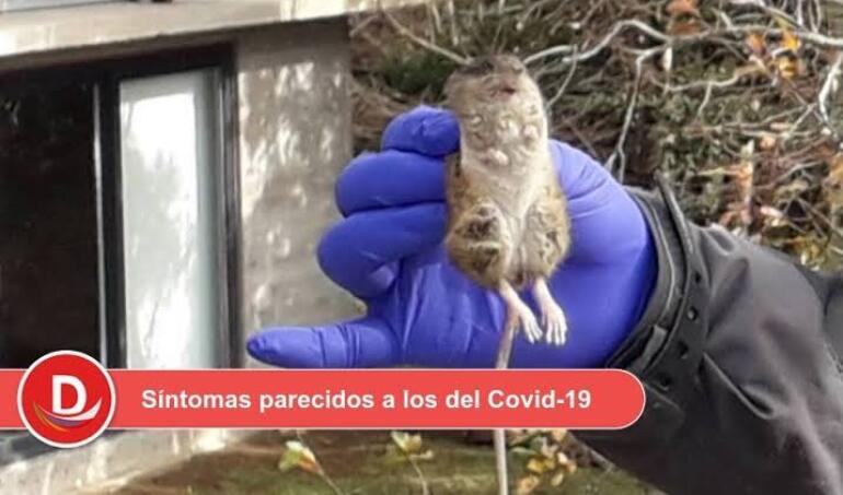Ministerio de Salud declara por primera vez alerta sanitaria por hantavirus desde las regiones de Atacama a Magallanes. Ojo con los ratones colilargos